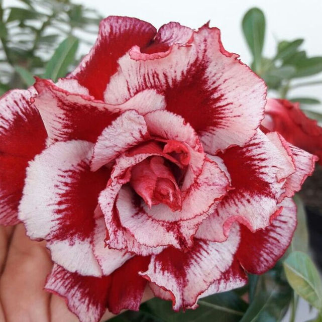 🔥Desert roses up to 50% off – Now at a Discount!🎁 😍Loves to bloom, long flowering period 🌵 Desert Rose