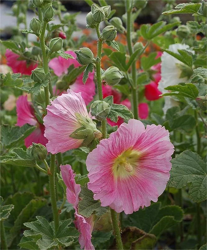 🔥🌹 Plant Once, Bloom for Years –Double Hollyhock Color Mix