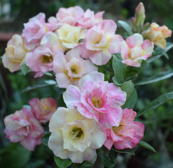🌵 Desert Rose Bulbs - An Exotic Gem for Your Garden🌸