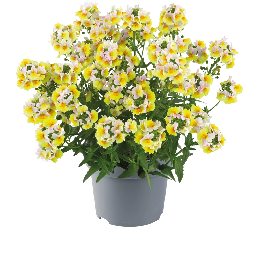 Nemesia ‘Sincere Love’❤️ – Easy-to-Grow, Fragrant Blooms Perfect for Borders, Pots & Pollinator Gardens🔥🔥