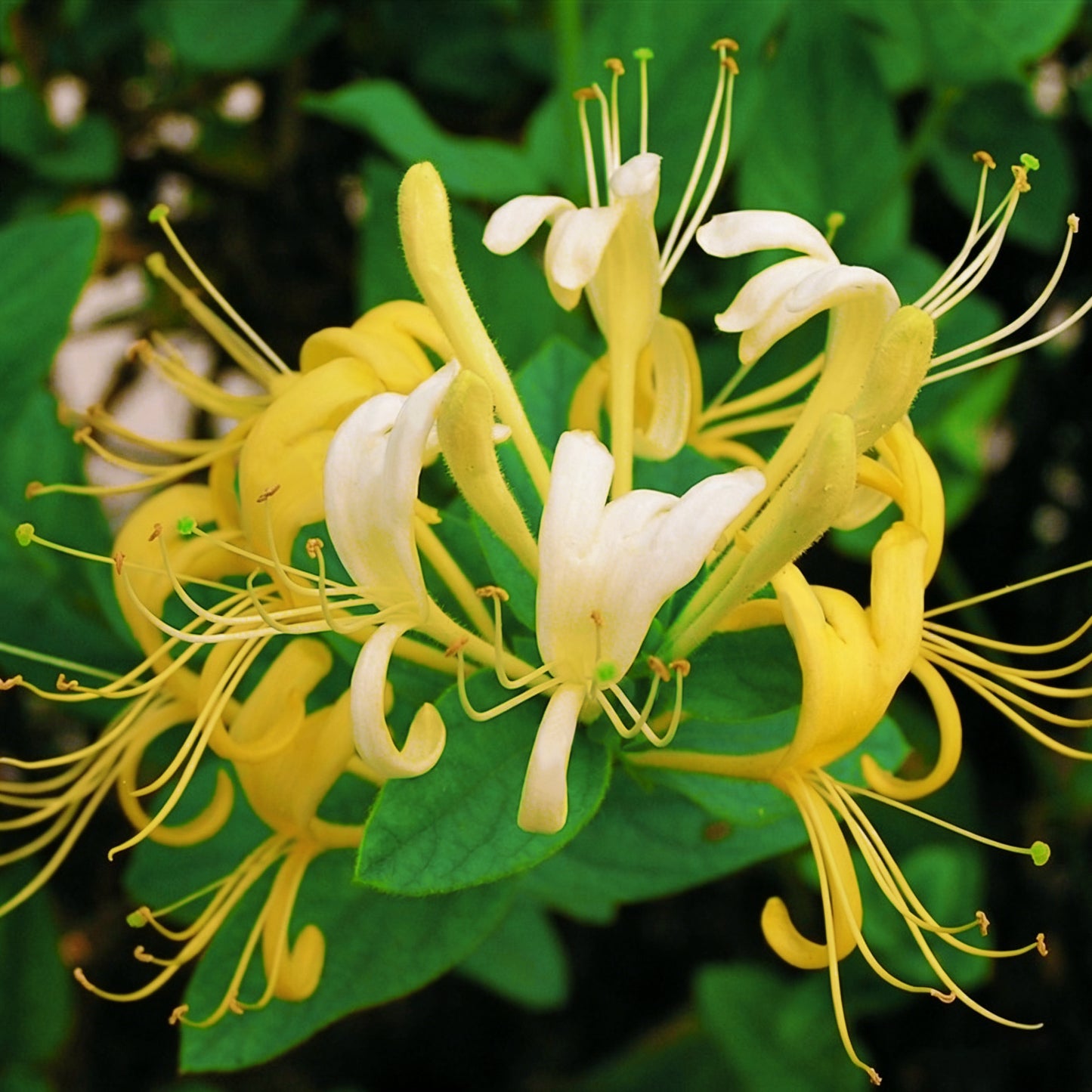 🐝Mixed Color Honeysuckle Seeds | Perennial Climbing Flower, Easy to Grow, Fragrant