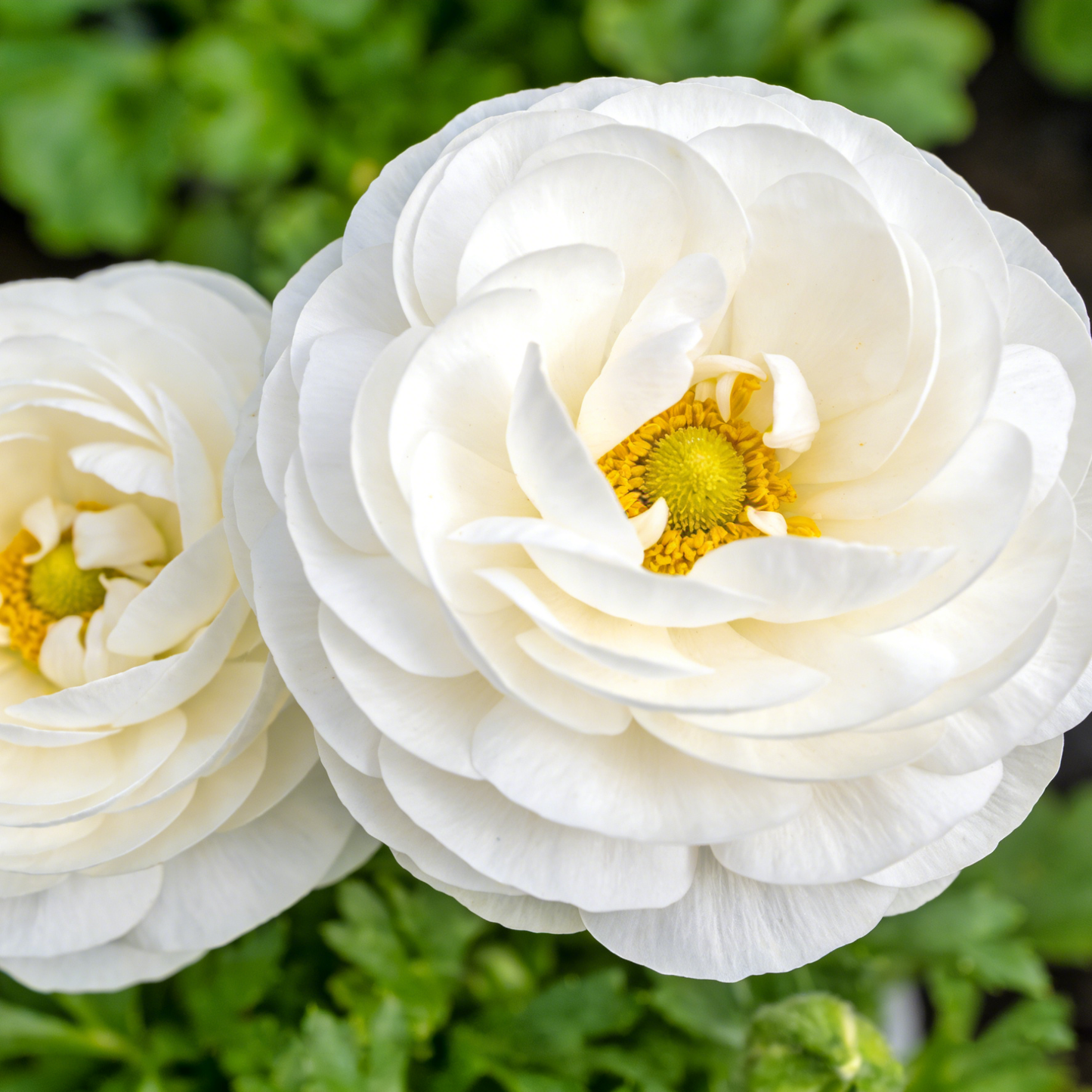 🌸Ranunculus Seeds – 💜Grow Elegant, Rose-Like Blooms in Your Own Garden