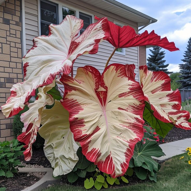 🦋🌿 Giant Caladium Bulbs 🎊The color wizard that creates a dream garden 🌿✨