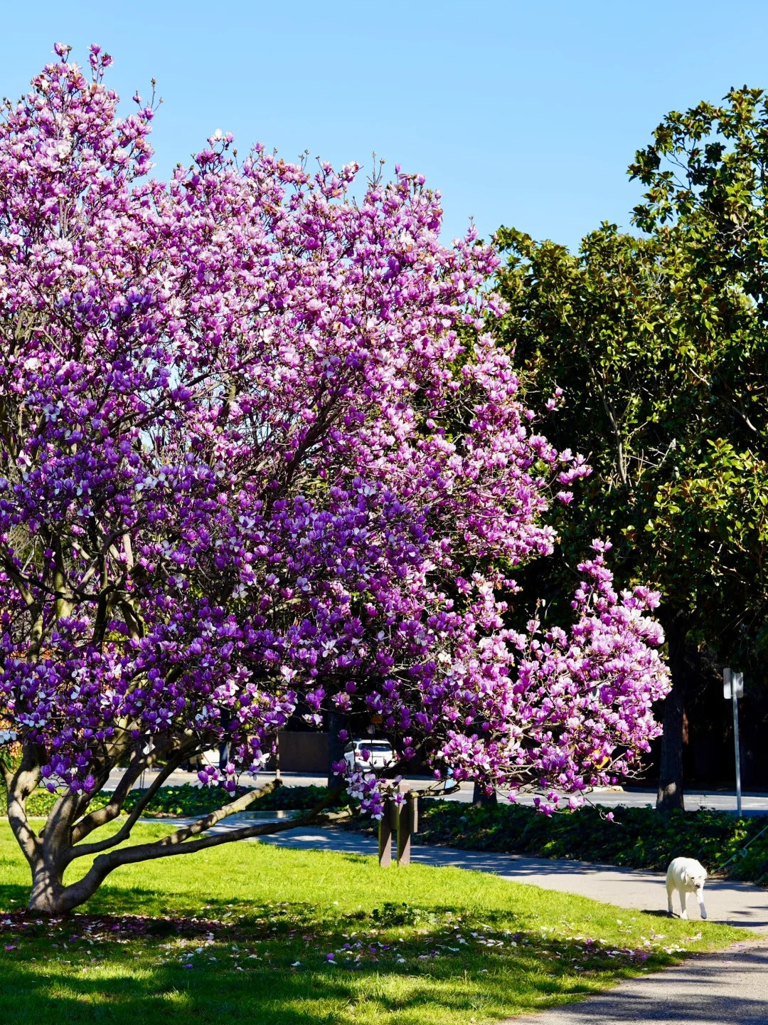 🌳 Legendary Mulan Tree · Illuminate Your Abundant Life 🌳