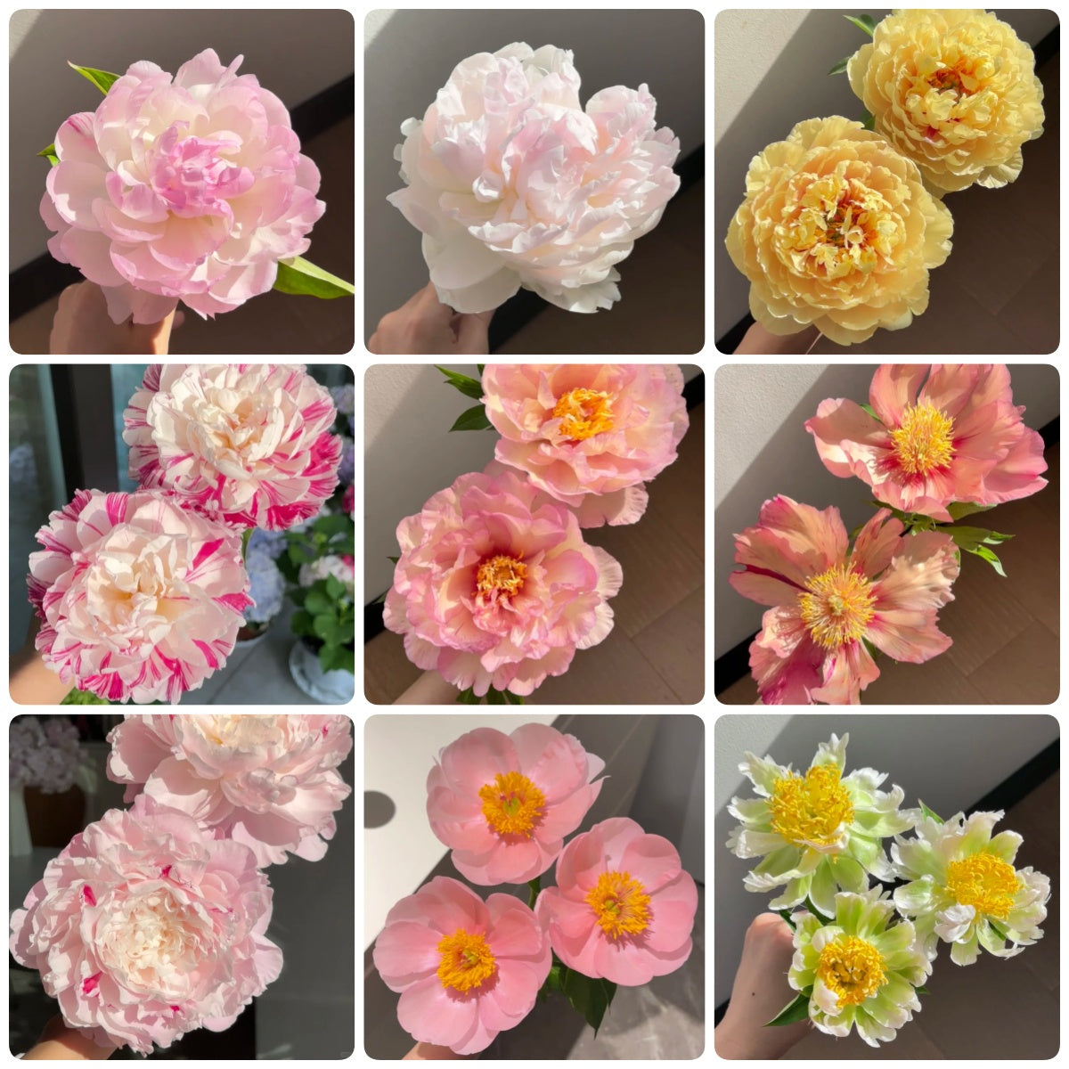🌺 Peony Bulbs: The Queen of Flowers for Your Garden
