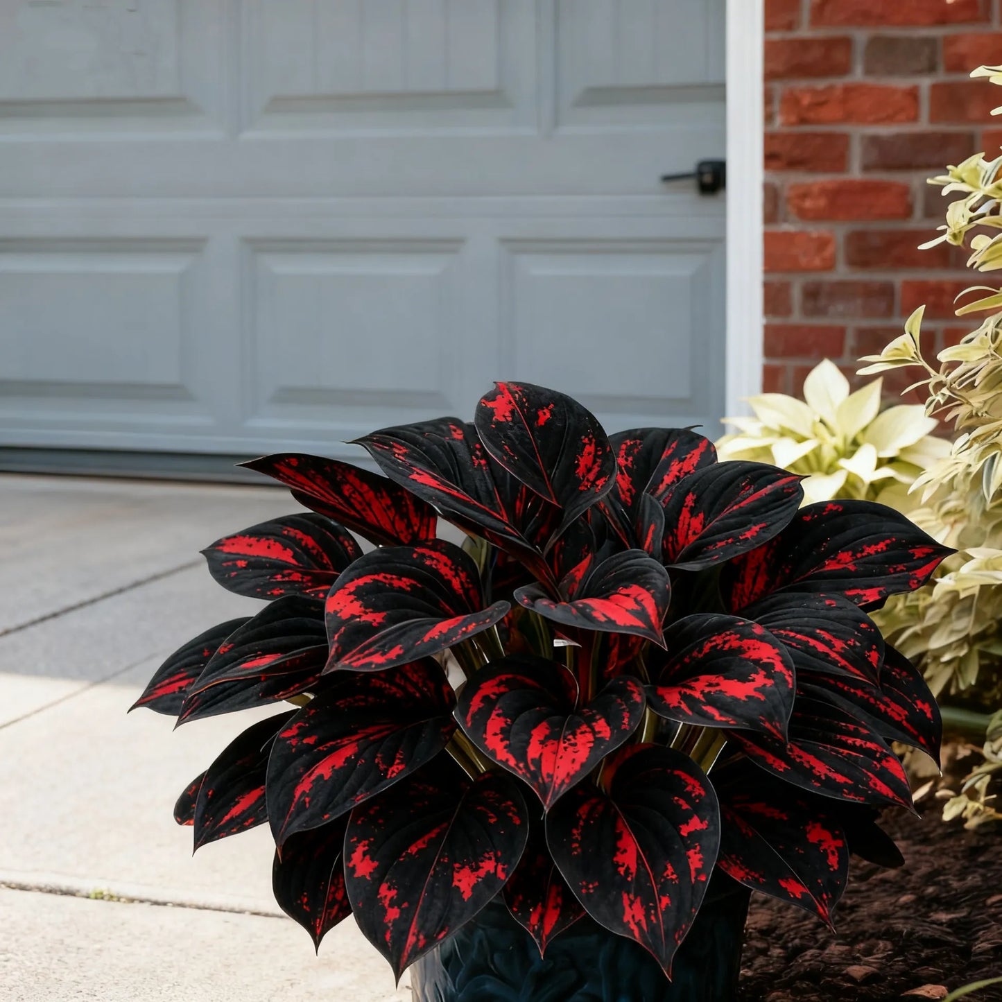 🌿Rare Premium Hosta Bulbs– Easy to grow🌸Transform Your Garden!