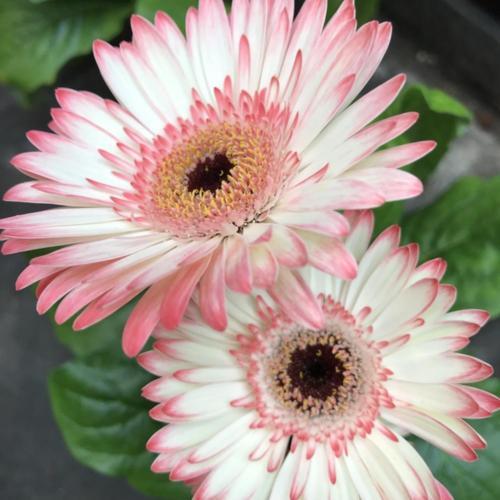 🌼 Heat-Resistant Gerbera Seeds – Bold Color, Built for Heat