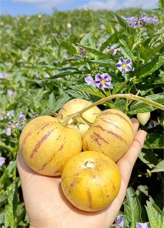 New offers🔥Ginseng Berry Seeds