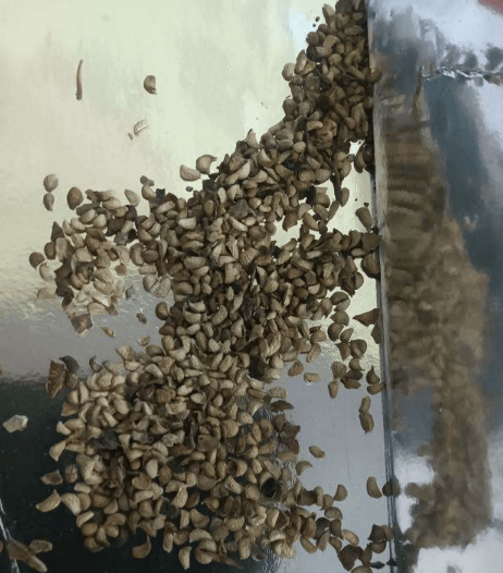 š„Sweet Giant Blackberry Seeds