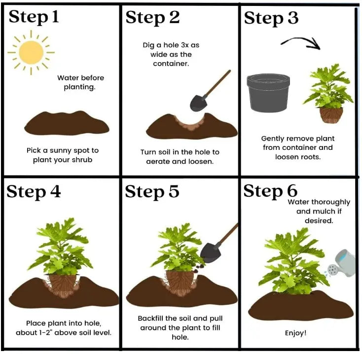🔥50K+ SOLD!💟Perennial Cherry Tree Seedlings🌱Easy to Plant & Perfect for Any Space!