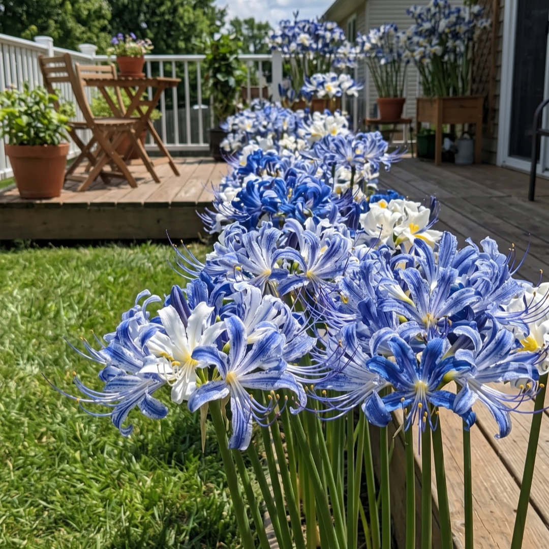 💥💮Seraphic Glow Spider Lily Bulbs – Easy to Grow, Stunning Blooms