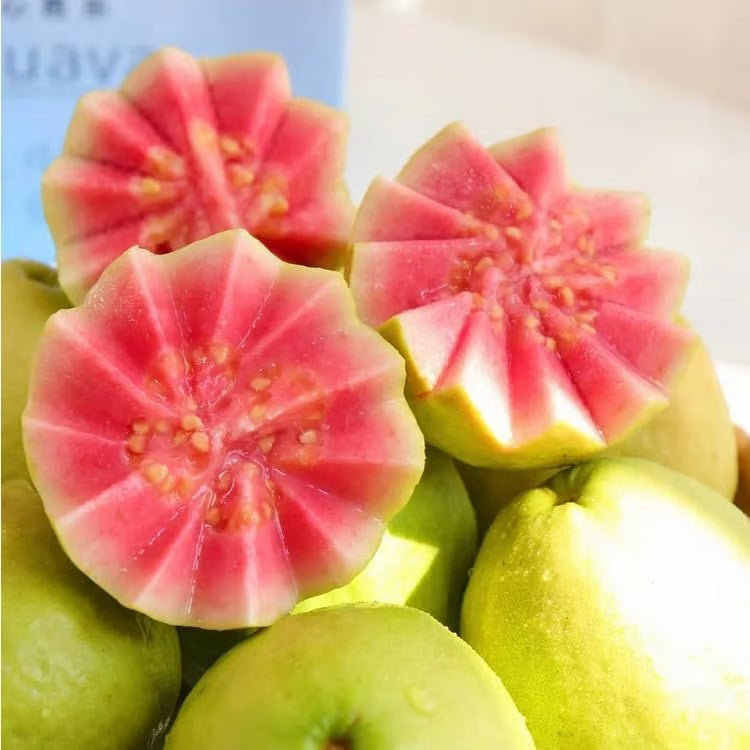 Grow Your Own Sweet Red Guava at Home ๐๐ฑ High-Yield Exotic Fruit Seeds โ Easy, Fast & Delicious