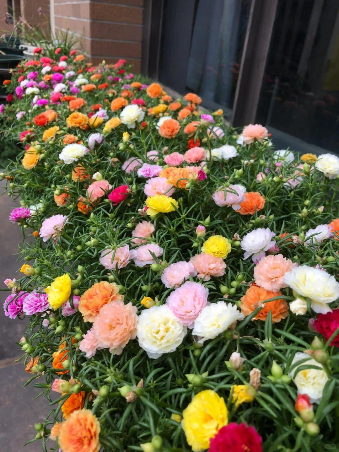 🔥 65K+ Sold Double Bloom Sun Rose Seeds 🌸 Nonstop Summer Blooms 🌼 No Care Needed ☀️ Grow Anywhere 🌱