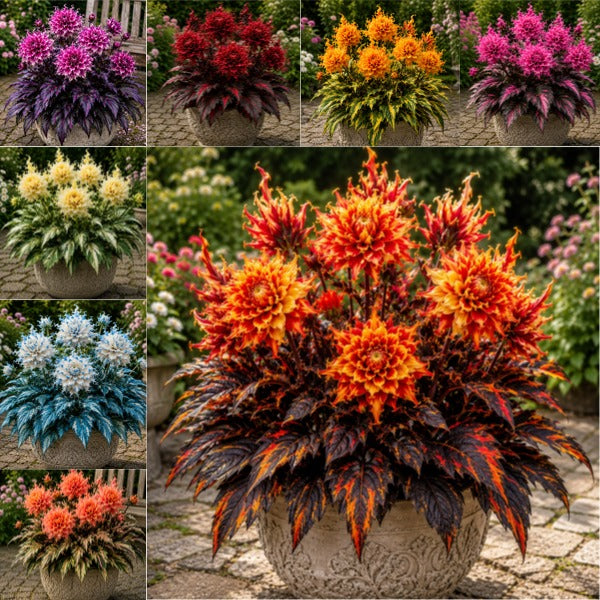 🤗🌸 Variegated Dahlia Bulbs 🌿💥 Stunning Multi-Color Blooms, Easy to Grow