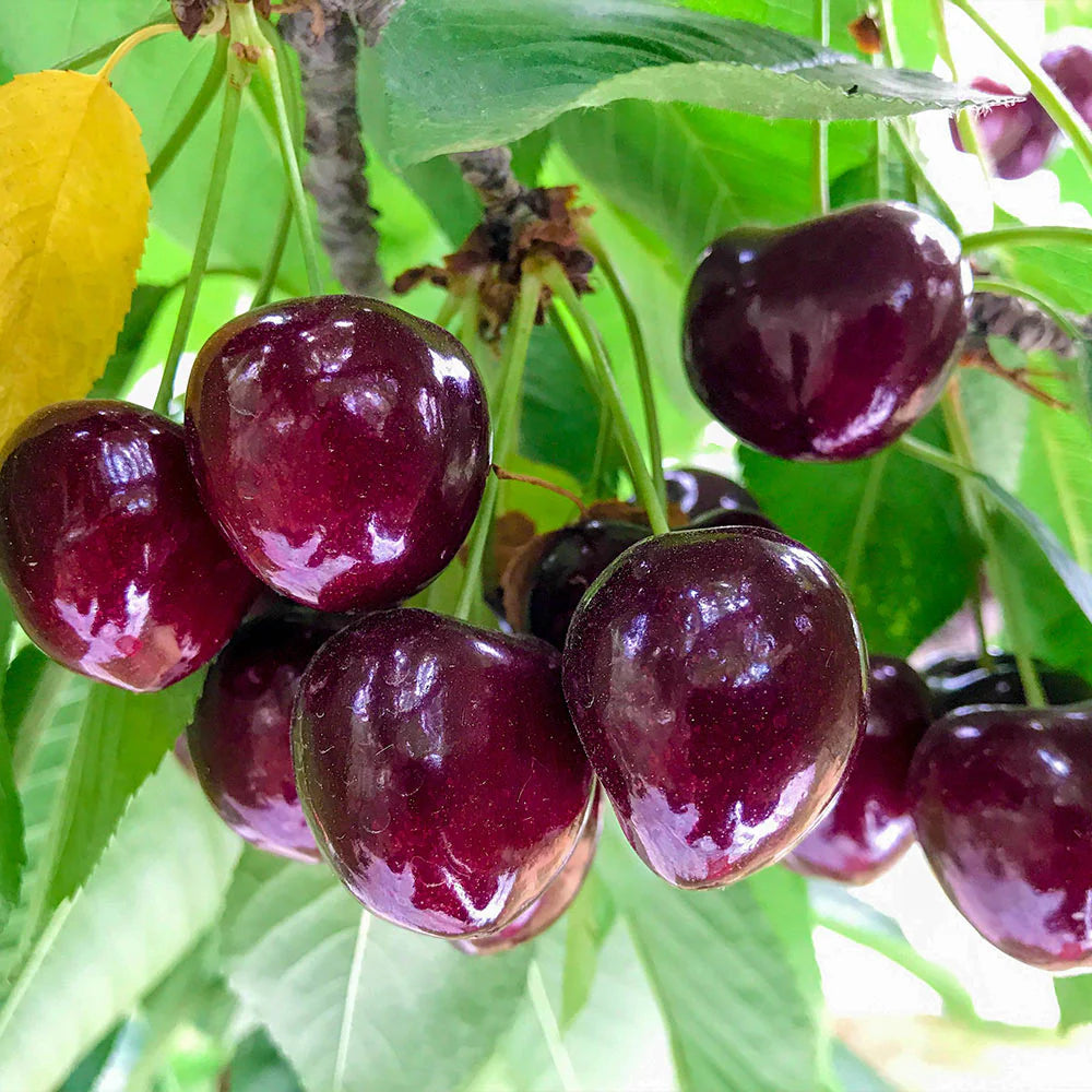 𝜗𝜚🍒ᝰ.ᐟStar your garden with premium Chilean Cherry Seeds for healthy growth and consistent yields 🌿