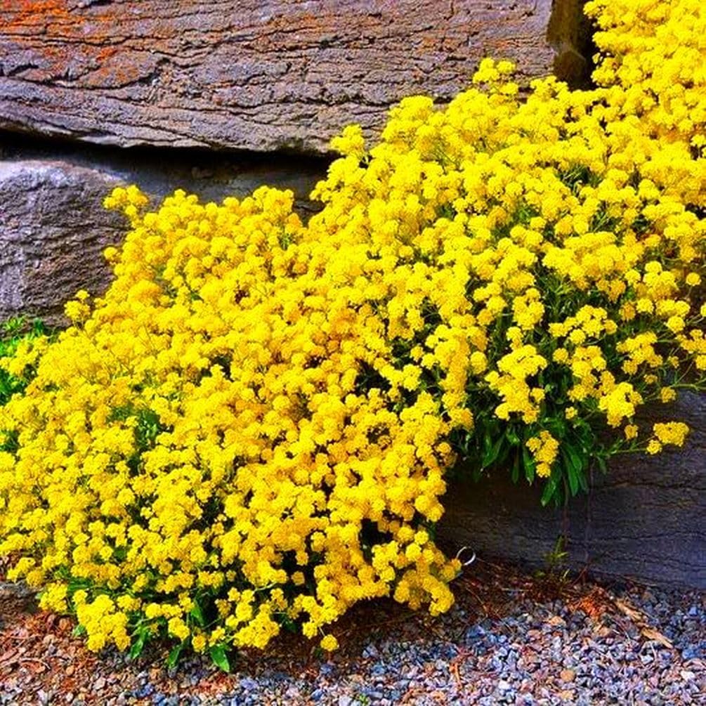 ✨Optimal Ground Cover✨Creeping Thyme Seeds