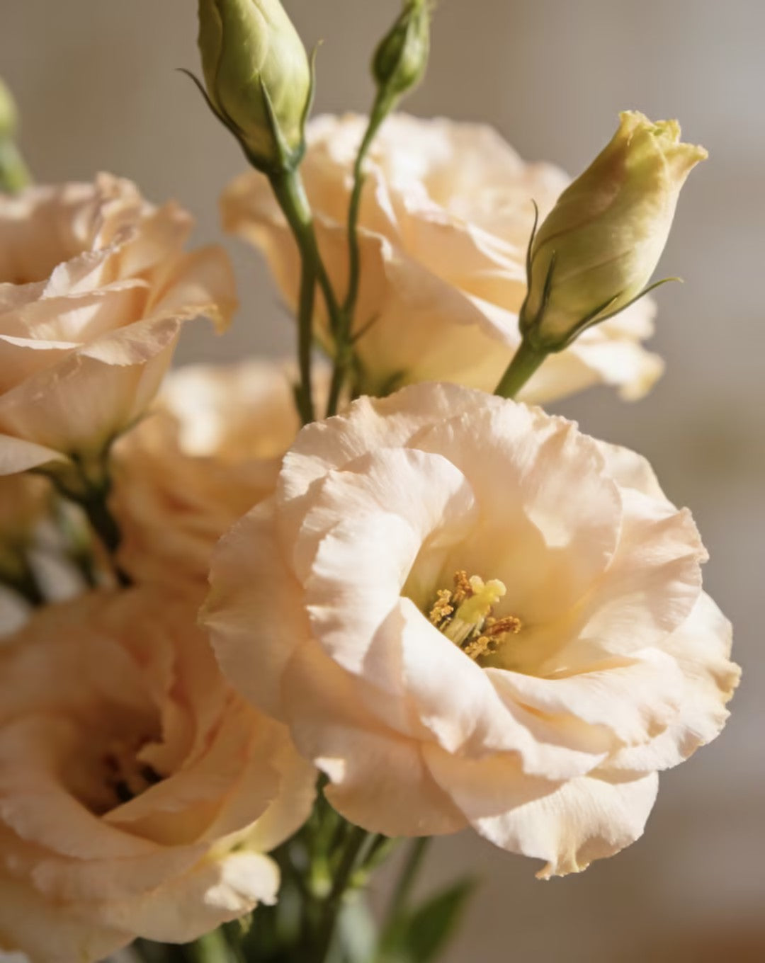 💖🌷Experience the Beauty of Eustoma in Your Own Garden 💐