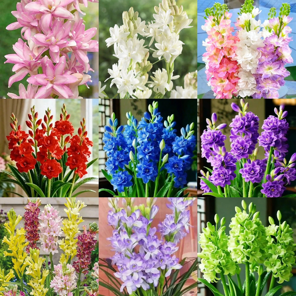 🌸 Double Fragrant Tuberose Bulbs — Let Every Evening Bloom With Sweet Scent ✨💫