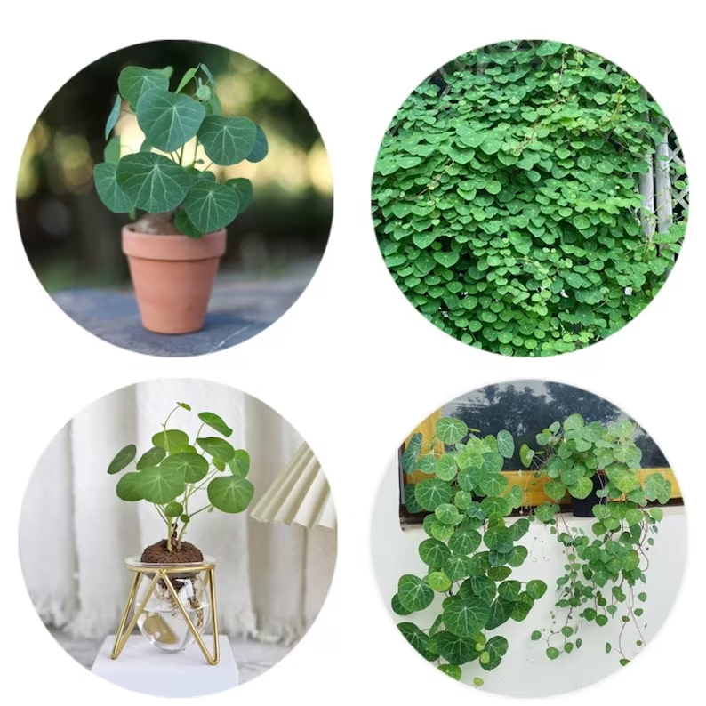 Copperleaf Seeds: Grow Your Own Luck and Prosperity! 🌿💰