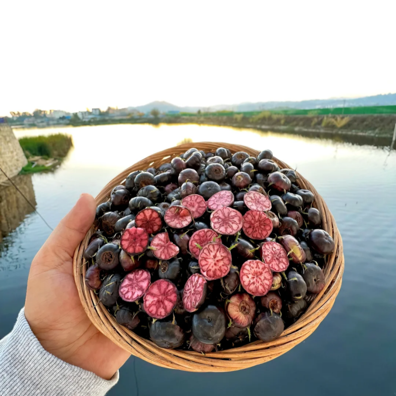 Red ginseng 🍉A magical fruit like pearls