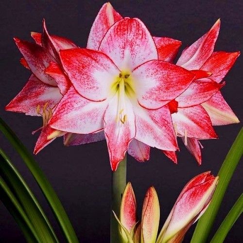 ꙳⋆🦋Giant Double-Flowered Amaryllis(Hippeastrum) Bulbs –🌺 The flowers are brilliant and long-lasting.