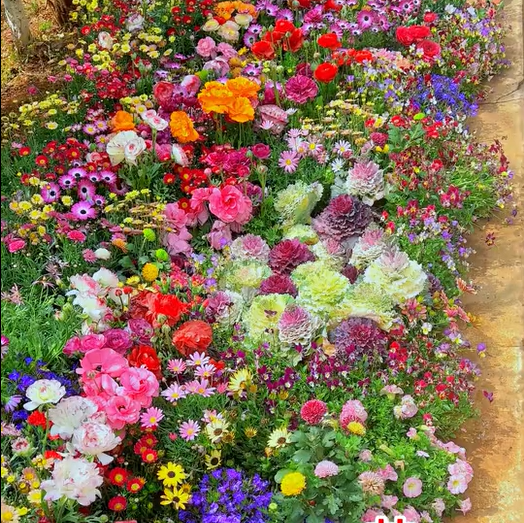 🌸 All-Season Mixed Perennial Flowers Seeds – 90+ Varieties, Bloom All Year!