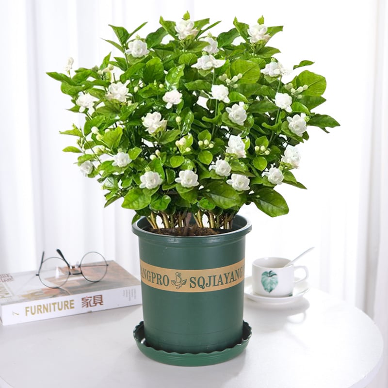 ๐ 50K+ SOLD! ๐ฟโ๏ธ FrostCharm Jasmine Seeds โ Winter Planting, Perennial Blooms & Fragrant Garden Elegance ๐ธ