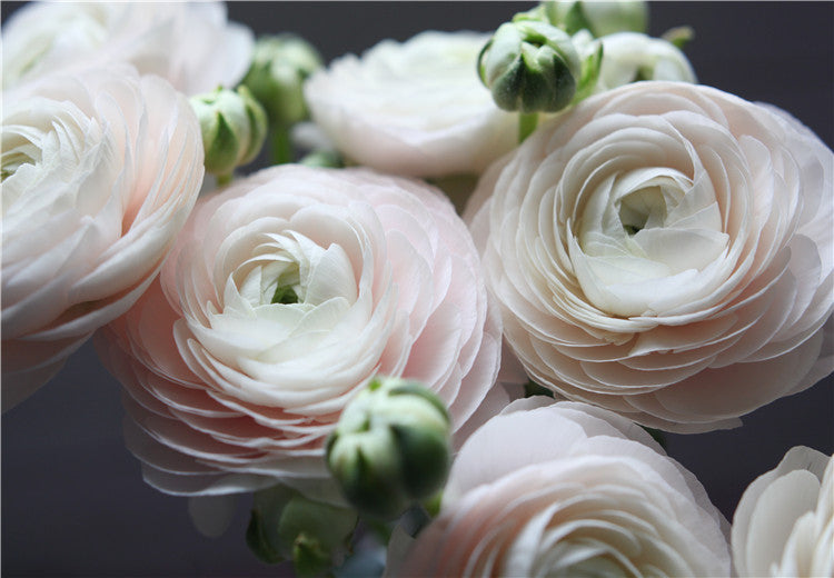 🌸 Grow Bouquet-Quality Flowers at Home with Ranunculus Bulbs 💐
