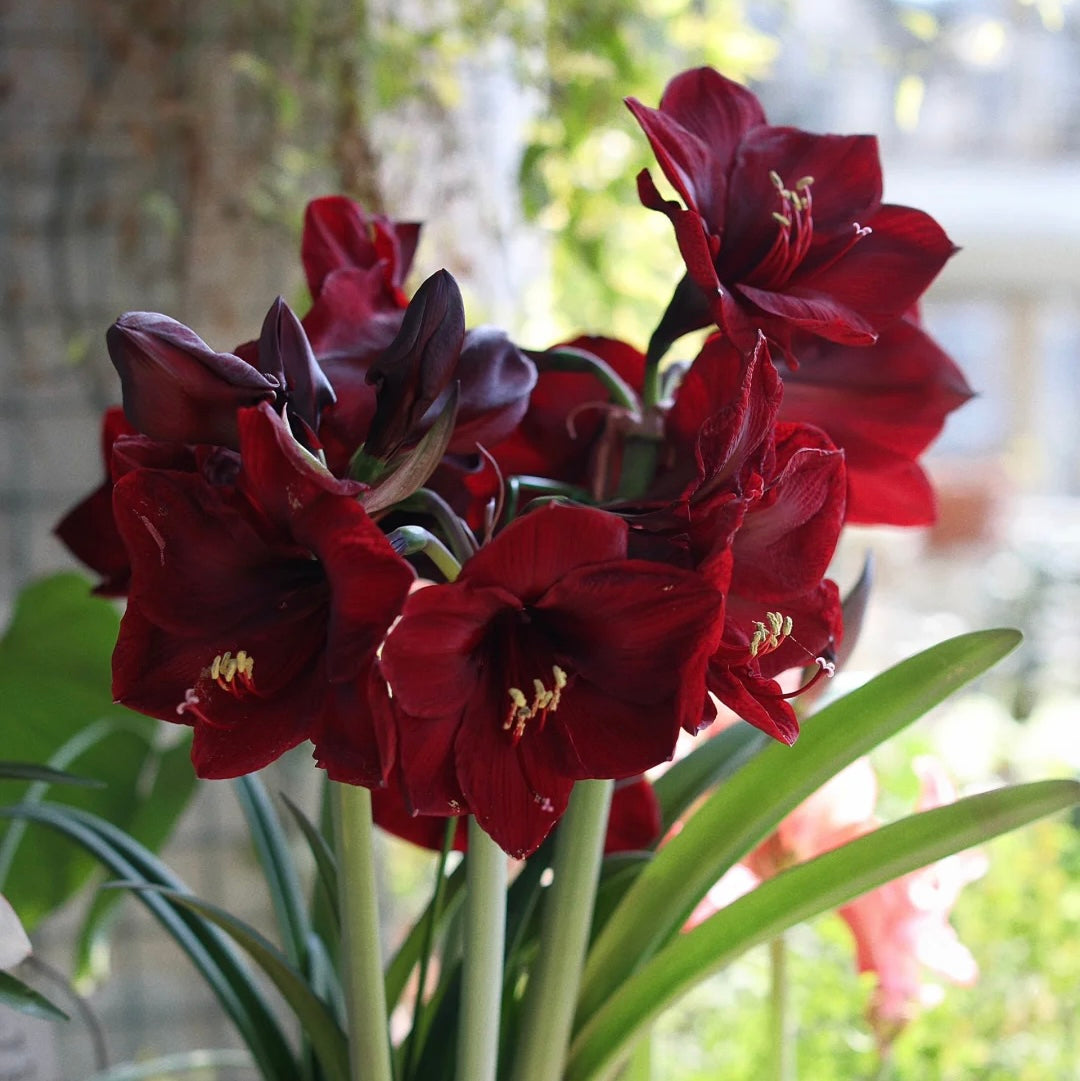 Double-Flowered Amaryllis Bulbs🌼