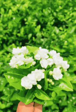 ๐ธ Delicate White Jasmine That Fills Your Garden With Fragrance ๐ฟ