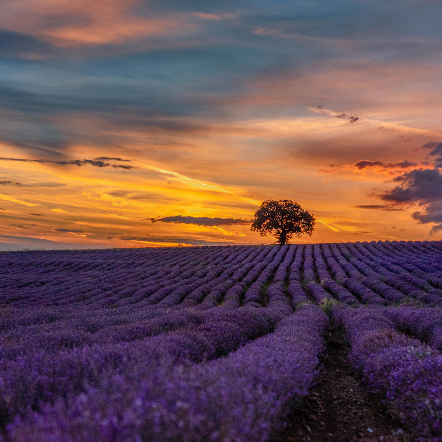 Lavender Seeds - Grow Your Own Lavender Garden(Easy, Hardy & Beginner-Friendly)