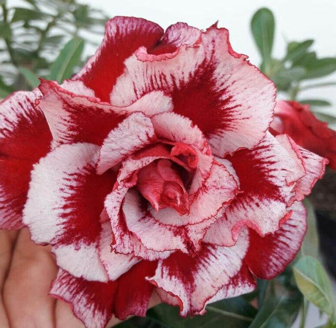 🔥Desert roses up to 50% off – Now at a Discount!🎁 😍Loves to bloom, long flowering period 🌵 Desert Rose