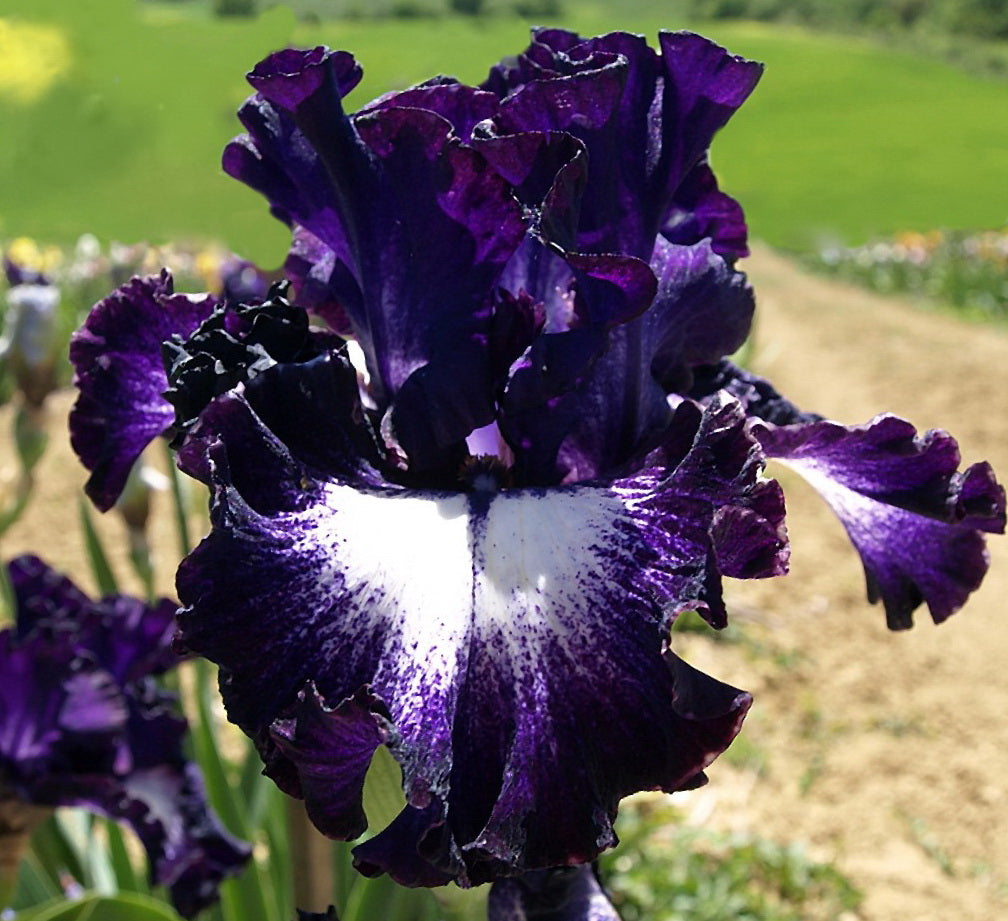 ⚜️ Rare Tall Bearded Iris – Premium Garden Rhizomes
