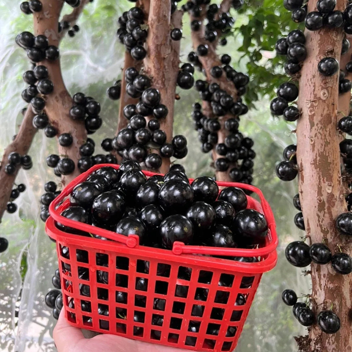 Grapes that Grow on Trees! 🌳🍇 Jaboticaba Heirloom Tree Seeds