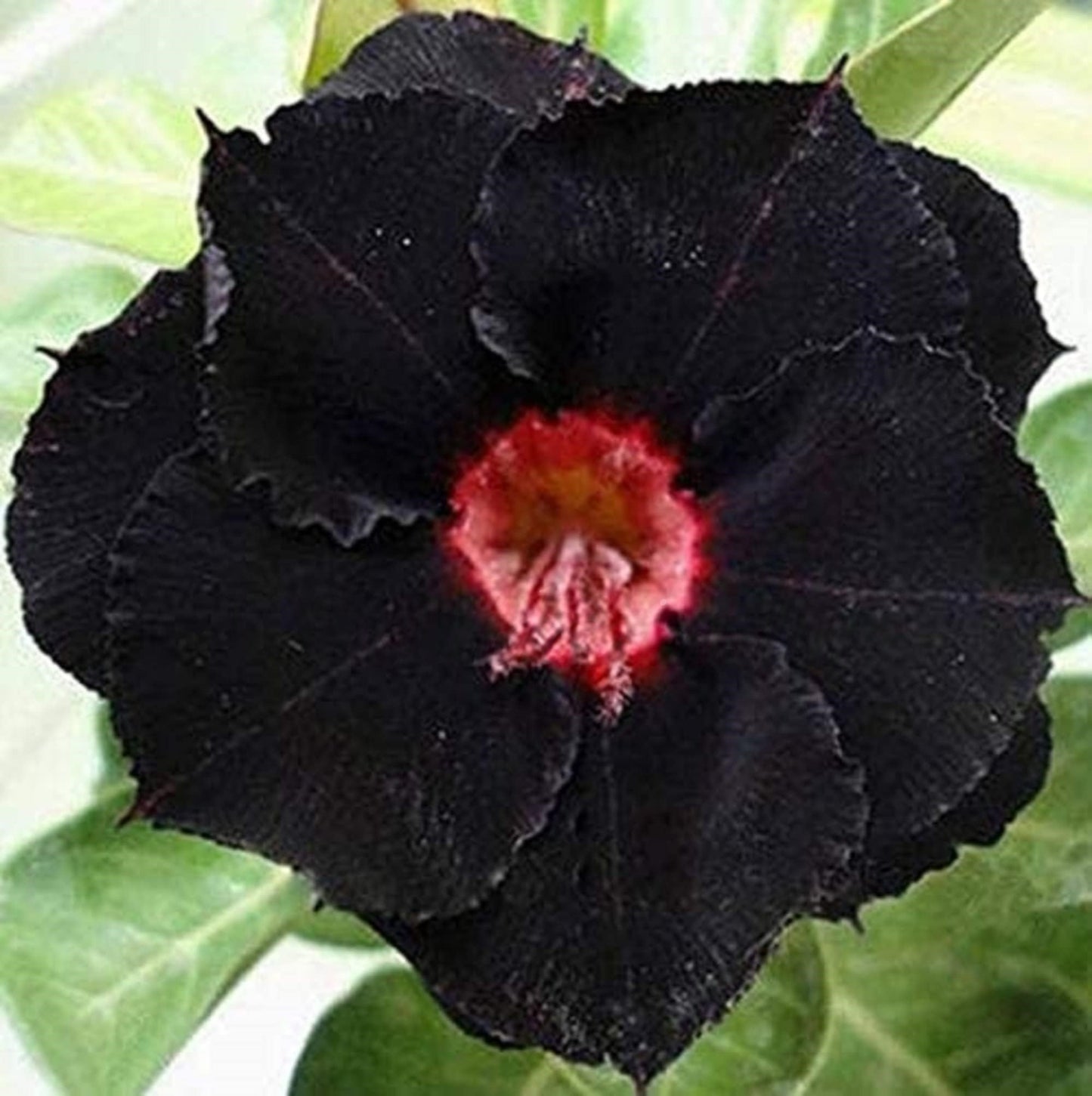 🌵 Desert Rose Bulbs - An Exotic Gem for Your Garden🌸