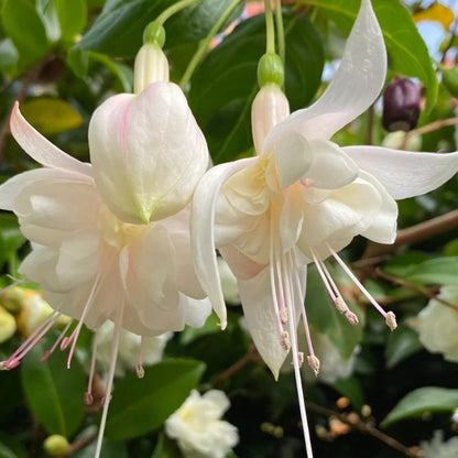 🌱Fuchsia Hybrida Voss bulbs –🌺Exotic Colorful Flowers That Thrive Easily！