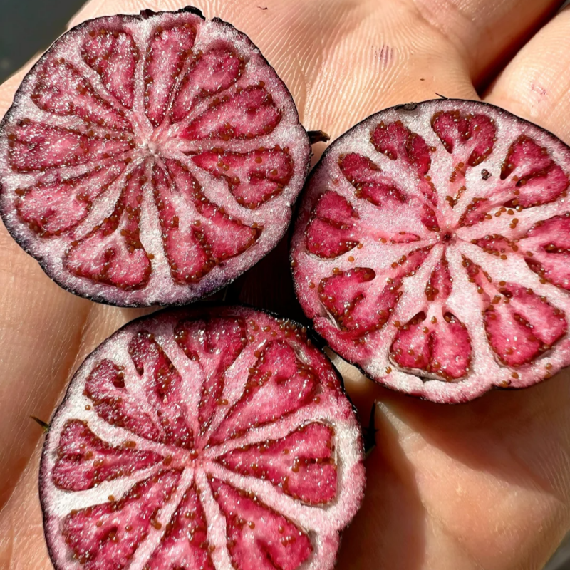 Red ginseng 🍉A magical fruit like pearls