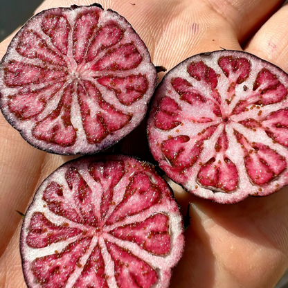 Red ginseng 🍉A magical fruit like pearls