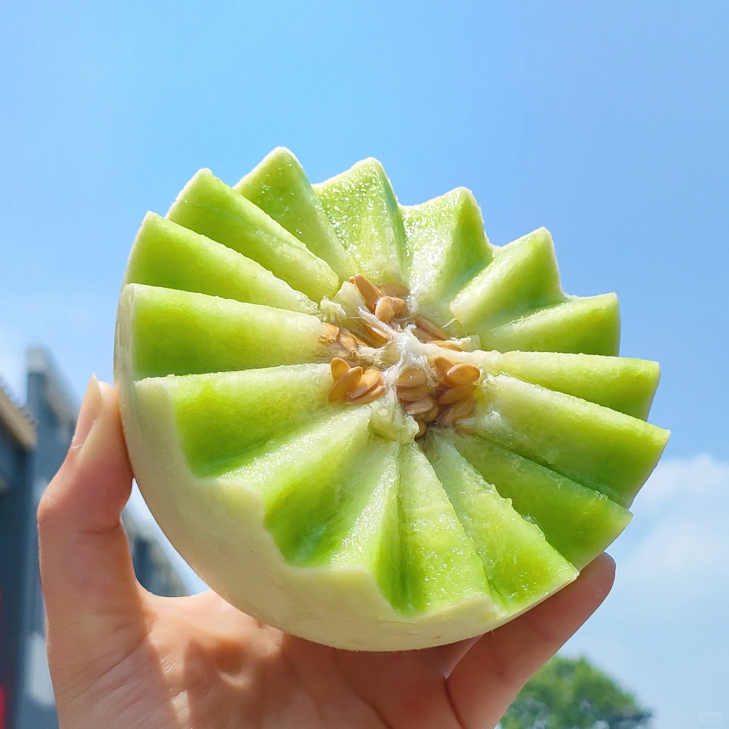 🍈Jade Mushroom🍄Melon Seeds