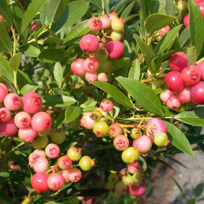 Pink Bliss Blueberry Seeds – Rare Pink Berries with Extra Sweet Flavor, Perfect for Home Gardens