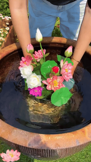 🪷 Grow Your Own Sacred Lotus at Home