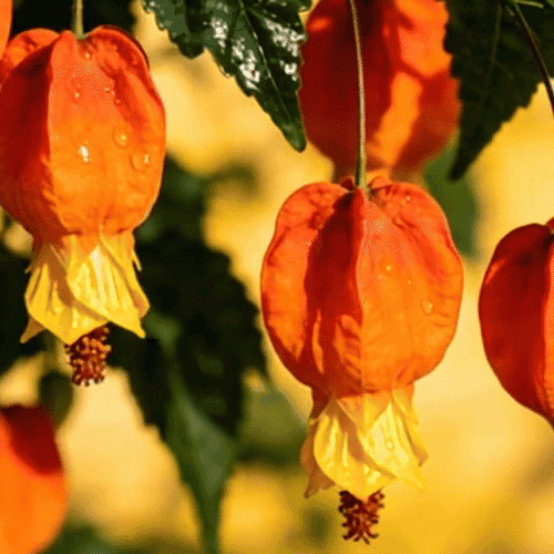 🏮Lantern Flower (Abutilon 🤩⁣) Fruit Seeds for Planting – Heirloom, Non-GMO, Easy to Grow, Annual
