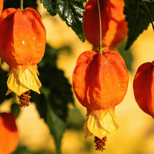 🏮Lantern Flower (Abutilon 🤩⁣) Fruit Seeds for Planting – Heirloom, Non-GMO, Easy to Grow, Annual