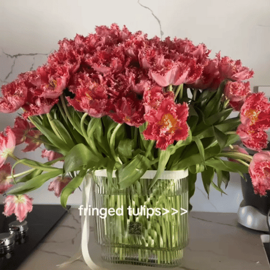 💥Spring NEW🌷Tulips "first love"seeds