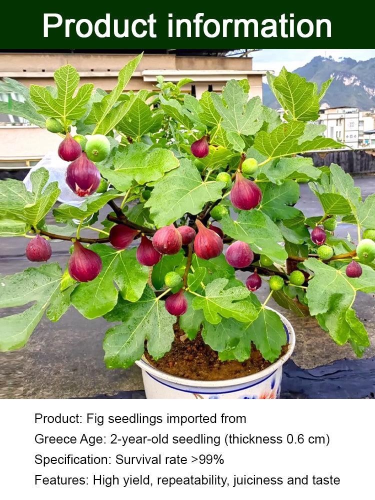 [100 pcs] Fig Seeds – Non-GMO, Easy to Grow, Sweet Juicy Fruit for Balcony, Backyard & Home Garden Planting, All Season Growing