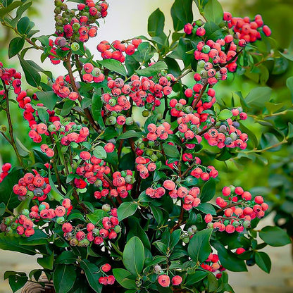 Pink Bliss Blueberry Seeds – Rare Pink Berries with Extra Sweet Flavor, Perfect for Home Gardens