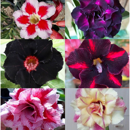 🌵⁺♡₊Bring Exotic Desert Rose Beauty Into Your Garden