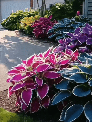 🌈 STOP Scrolling… Your Garden Is About to Get ADDICTIVELY Colorful 😍