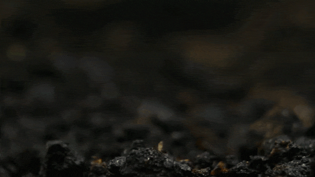 Nothing Grows in Shade? Watch This… 🌿 Turn Dead Corners Into a Lush Garden Paradise