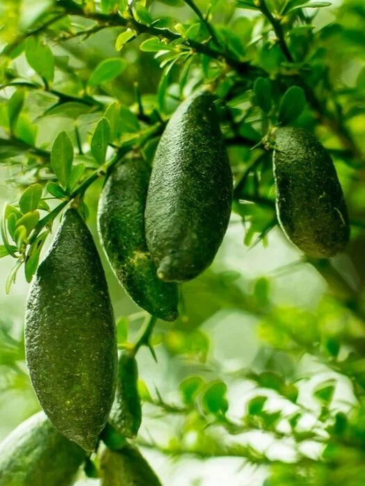50% Discount-🍋Lemon Caviar! 🪴Lemon Seeds with Your fingers